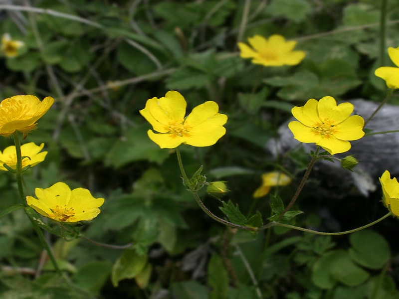 Лютик близкий