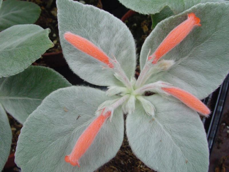 Рехстейнерия