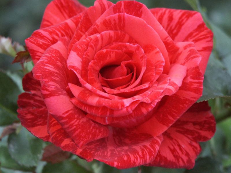 Роза чайно-гибридная “Ред интуишин»