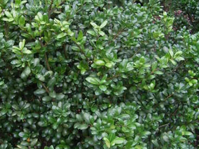 Bushy Japanese holly