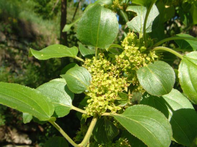 Крушина слабительная