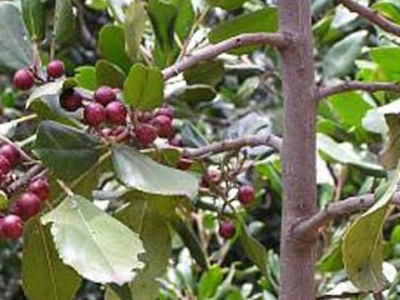 Buckthorn, alder buckthorn