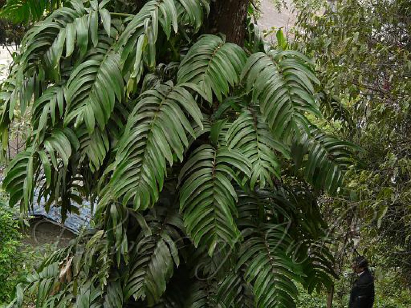 Рафидофора