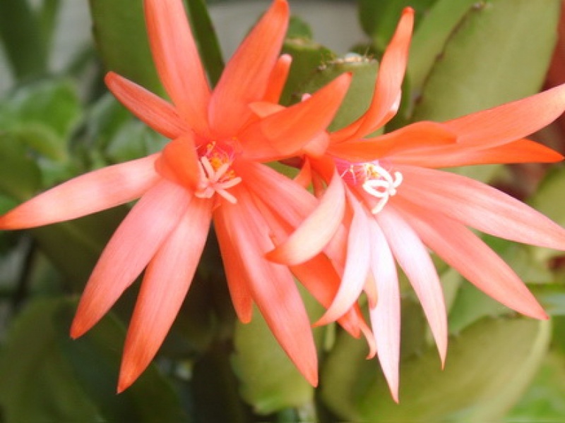 Рипсалидопсис