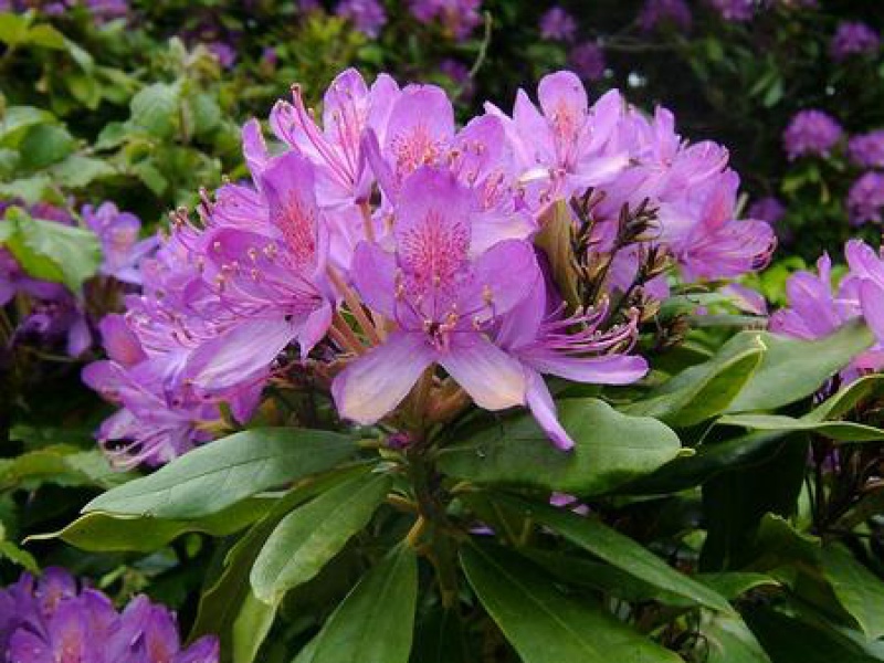 Рододендрон понтийский