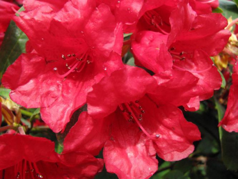 Рододендрон плоский