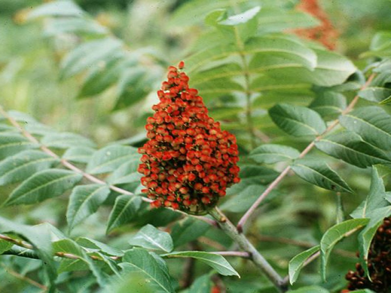 Сумах голый