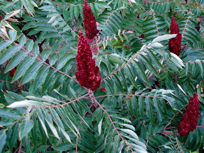 Staghorn sumac, vinegar tree