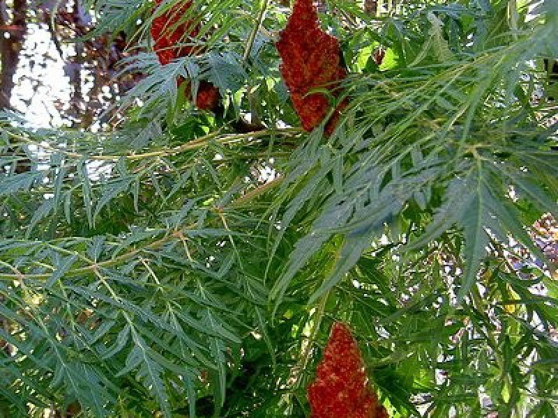 Сумах оленерогий Диссекта