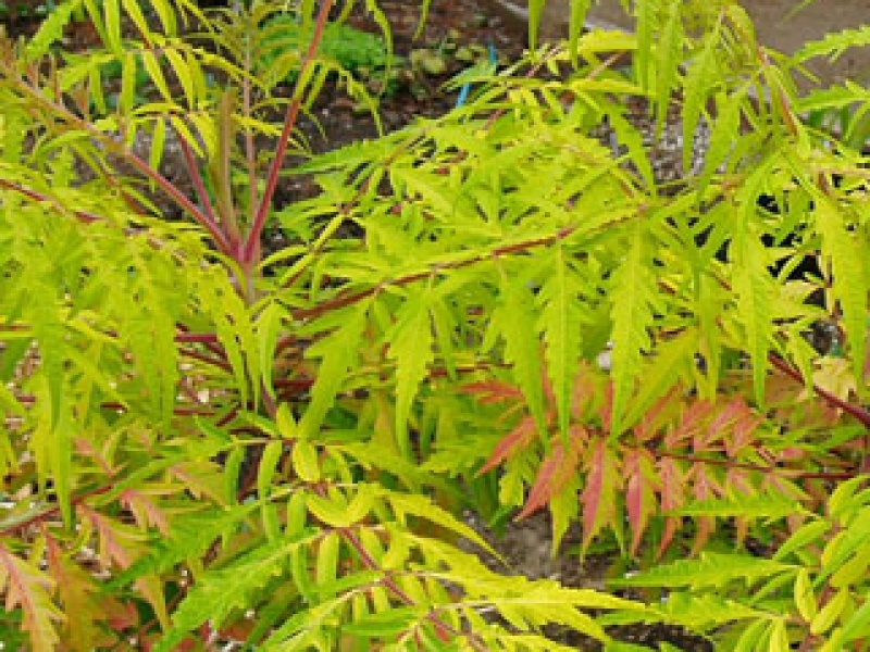 Staghorn sumac
