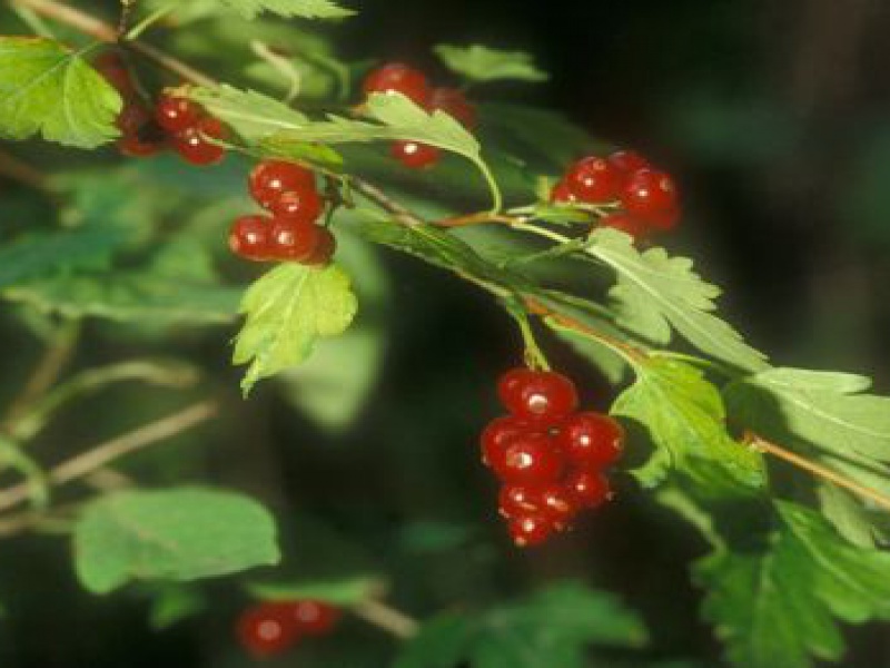 Смородина альпийская