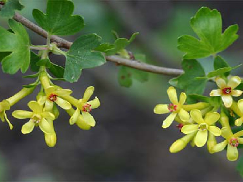 Смородина золотистая
