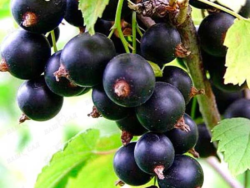 Cмородина черная Чернеча