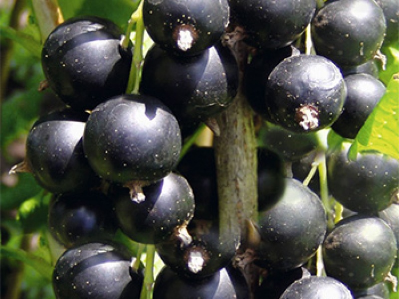 Смородина черная Юбилейная Копаня