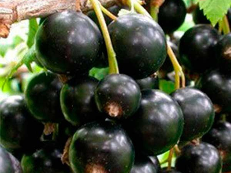 Смородина черная