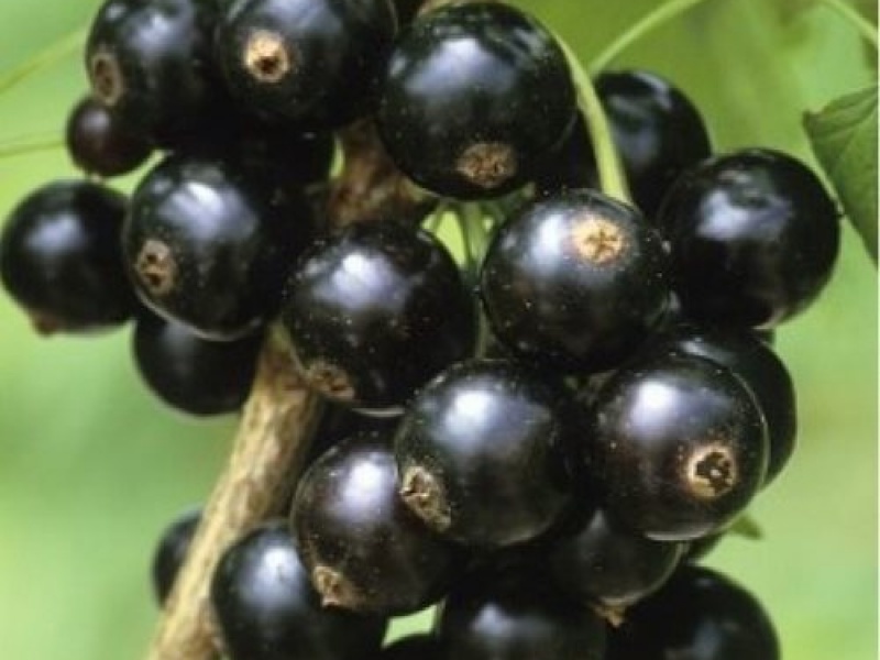 Смородина черная Черный Жемчуг