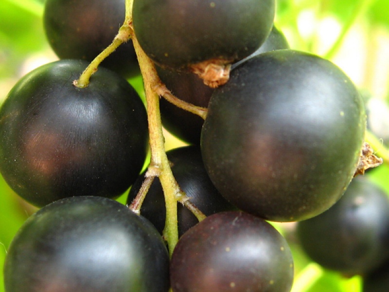 Cмородина черная Медведица