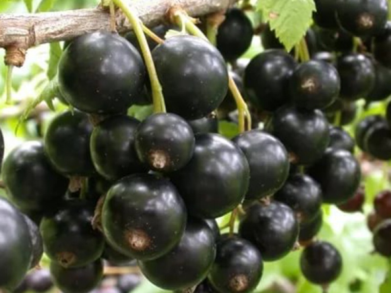 Cмородина черная Минай Шмырев