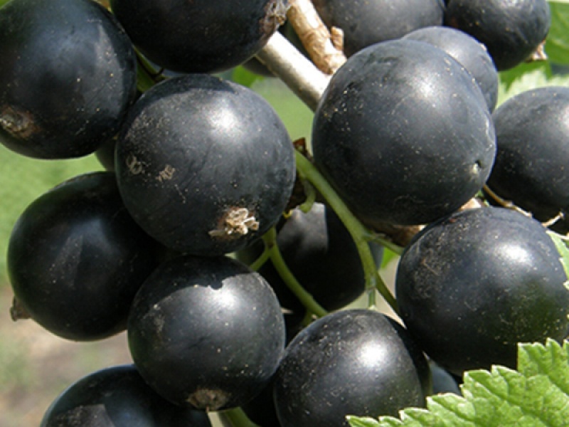 Cмородина черная Ожерелье