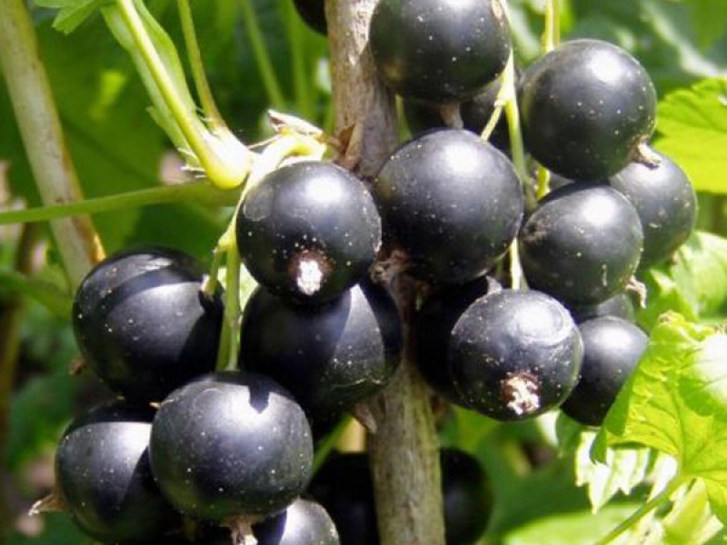 Cмородина черная Санюта