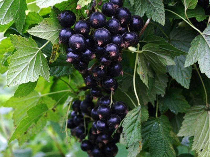 Cмородина черная Владимировская