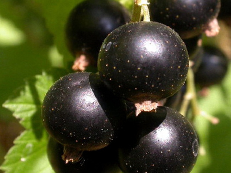 Cмородина черная Загадка