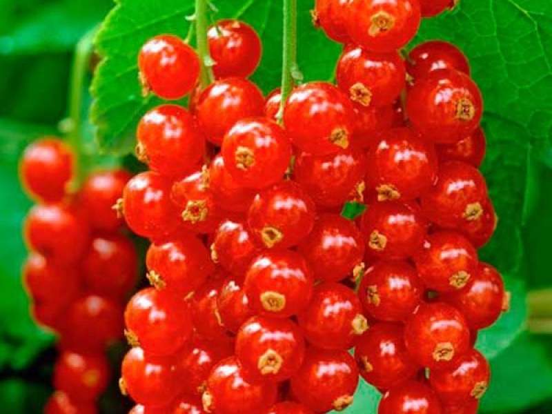 Смородина красная Ярославна