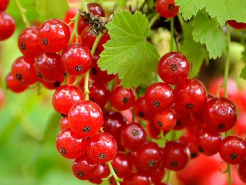 Cмородина красная Роднеус