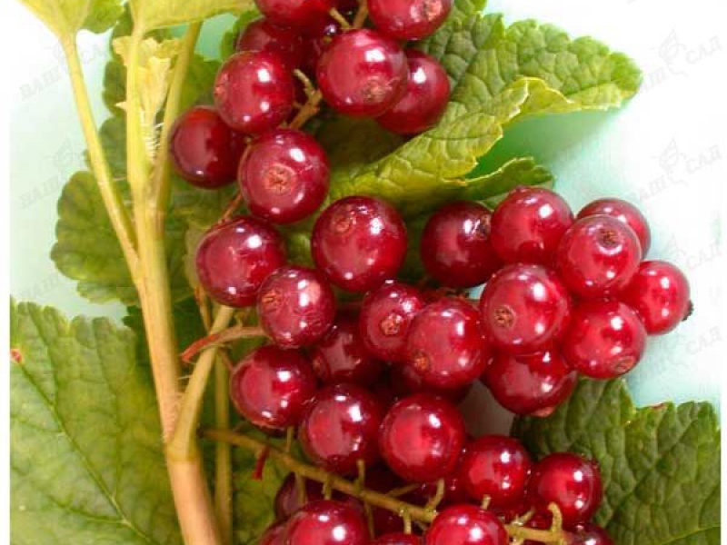 Смородина красная Виксне