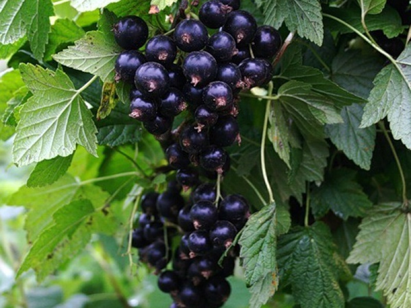 Cмородина черная Владимировская