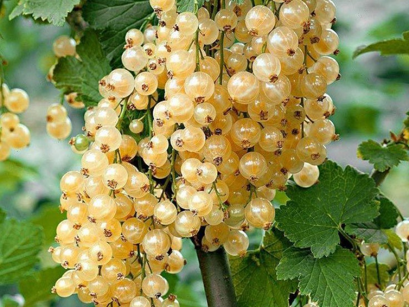 Смородина белая Вайт Холландер