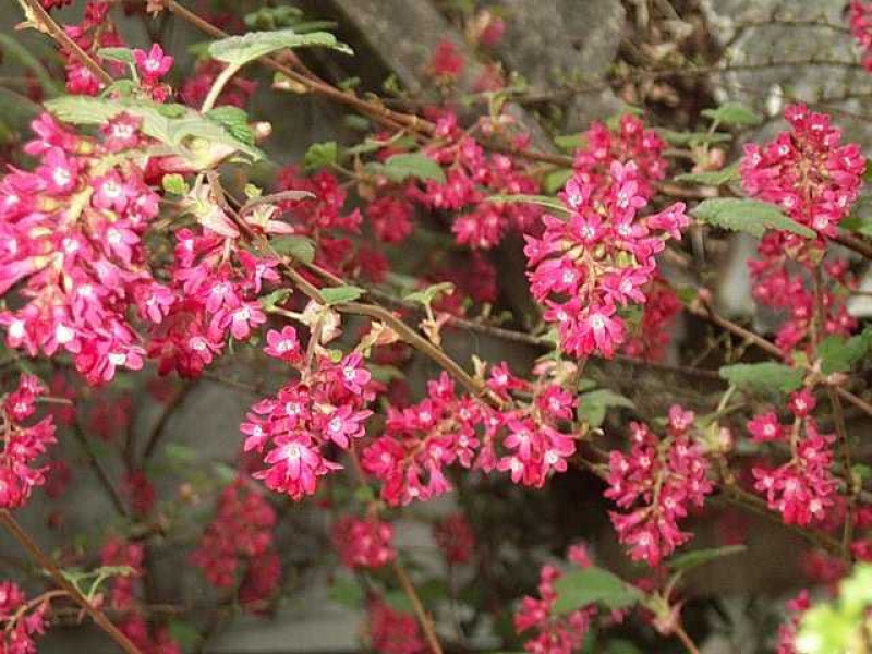 Смородина красная 'Атрорубенс'