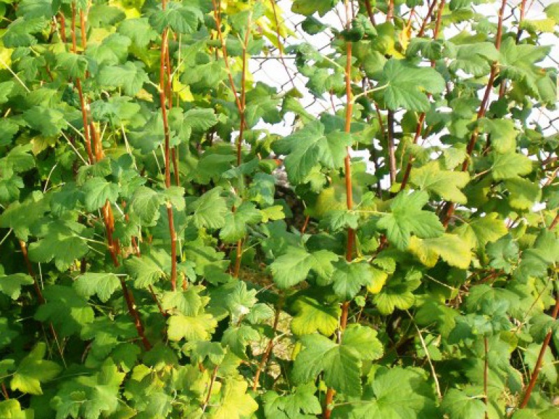 Смородина красная 'Король Эдуард VII'