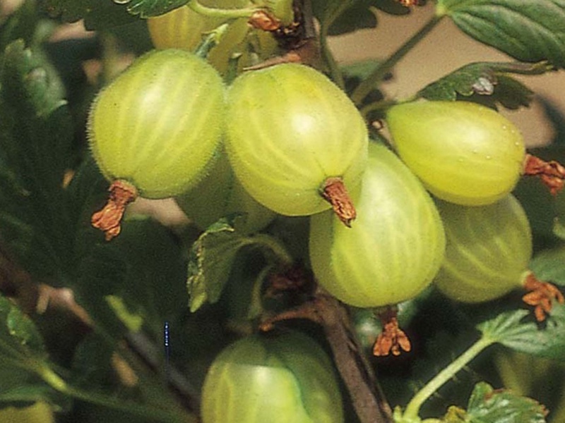 Крыжовник обыкновенный «Хиннонмаки Грин»