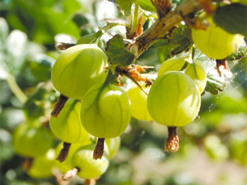 Крыжовник обыкновенный Инвента