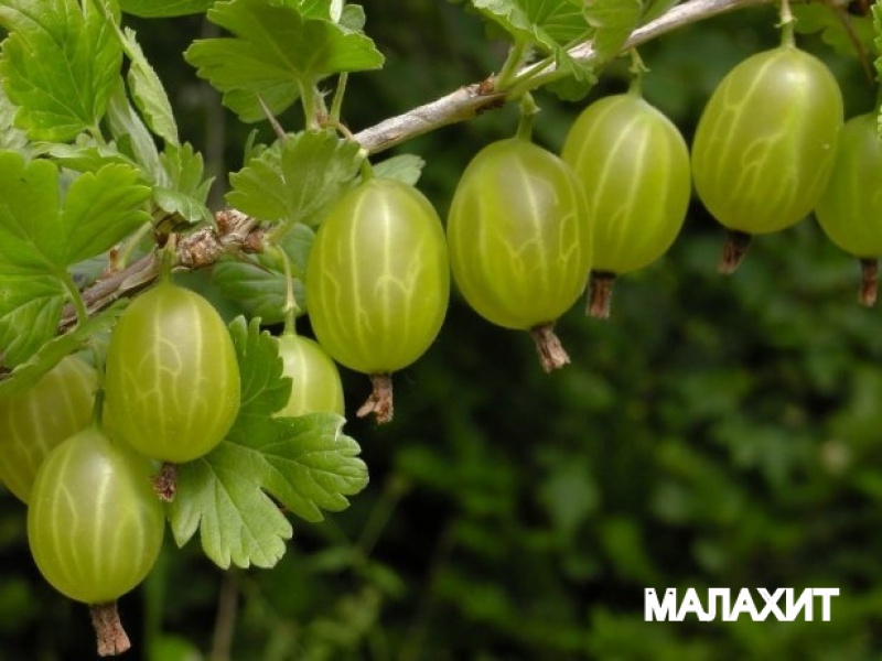 Крыжовник обыкновенный Малахит