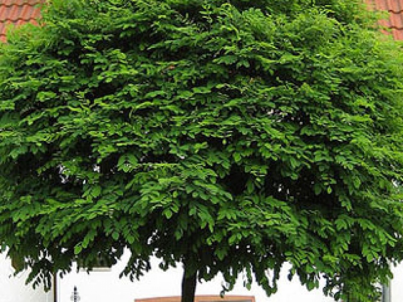 Robinia