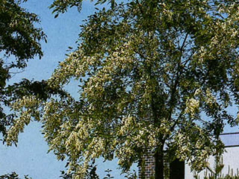 White acacia, Robinia