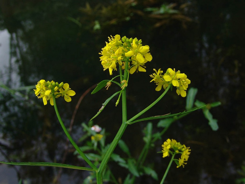 Жерушник земноводный