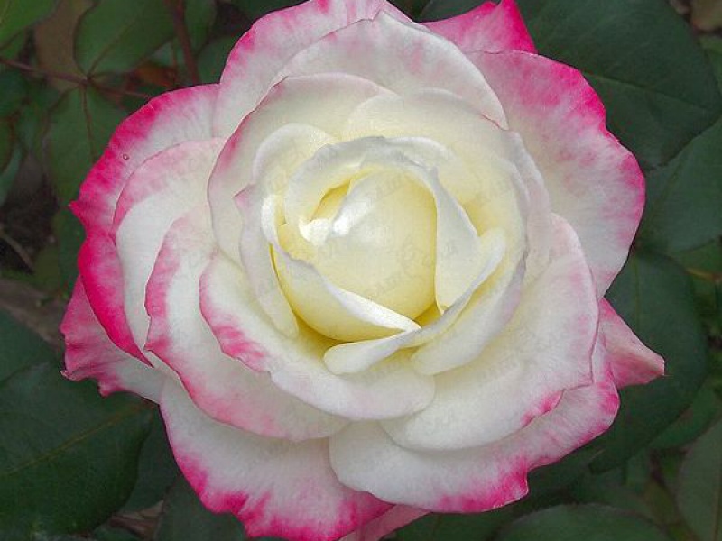 Роза чайно-гибридная «Белла Вита»