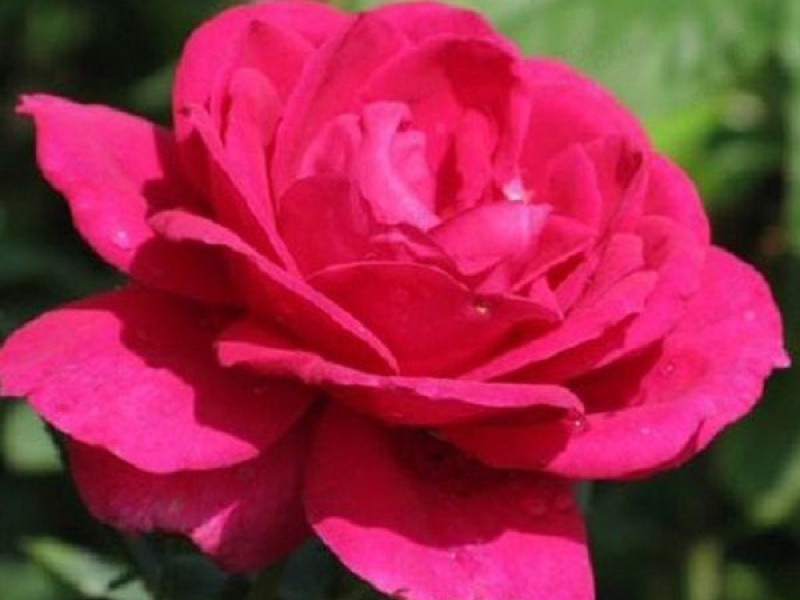 Роза чайно-гибридная Юриадна