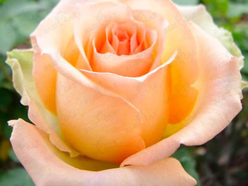 Роза чайно-гибридная «Версилиа»