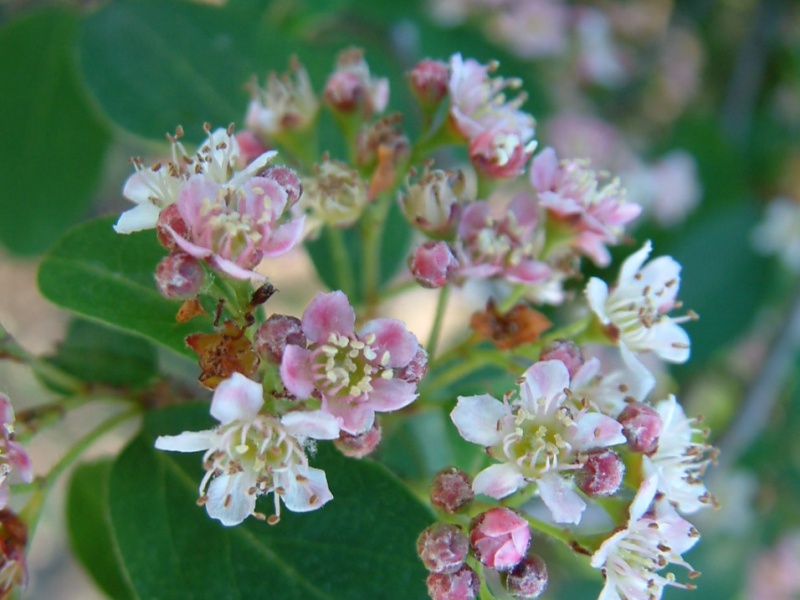Кизильник розовый