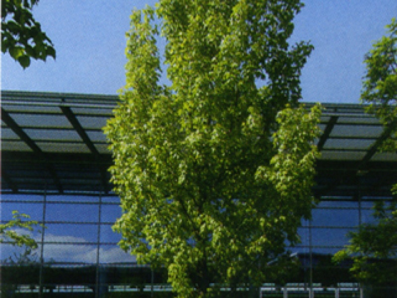 Red maple with a narrow crown