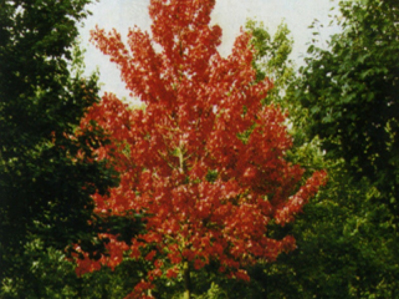 Red maple 'October Glory'