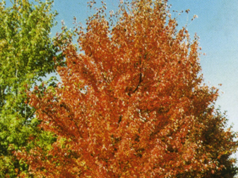 Red maple 'Red Sunset'