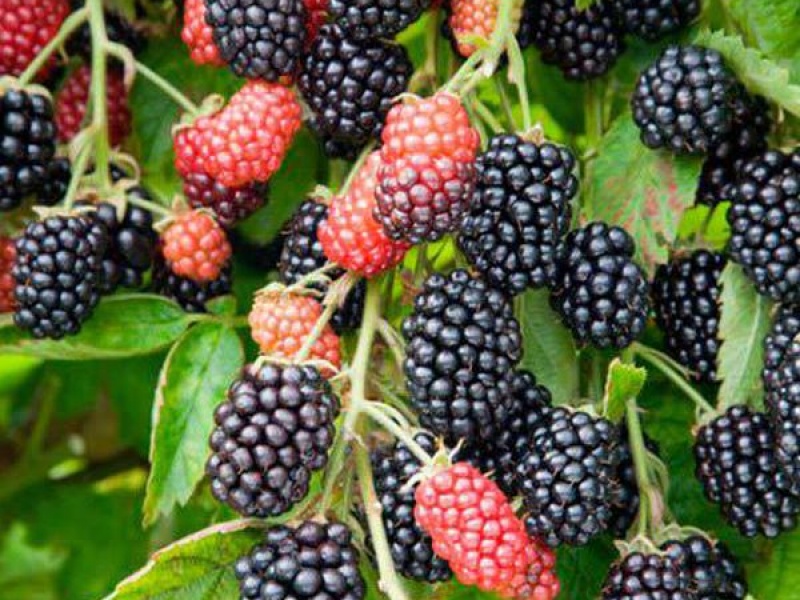 Ежевика Лохнесс