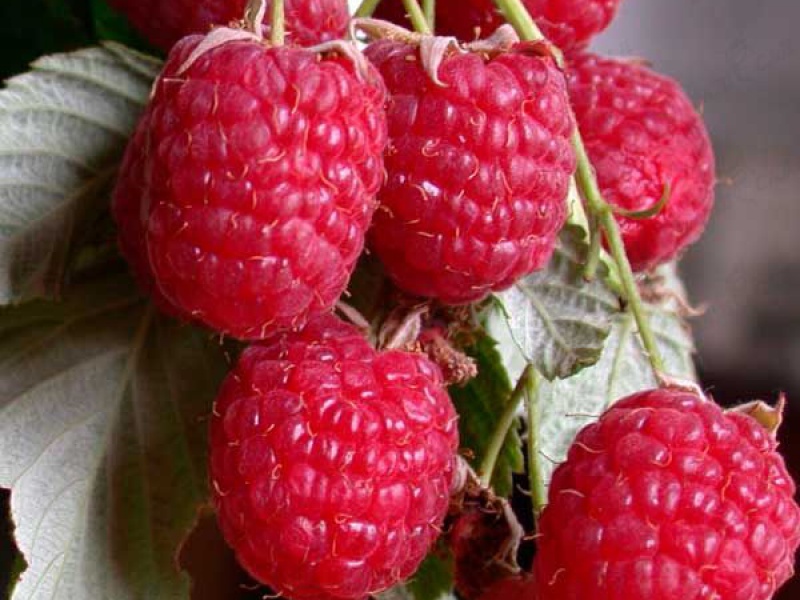 Малина «Геракл»