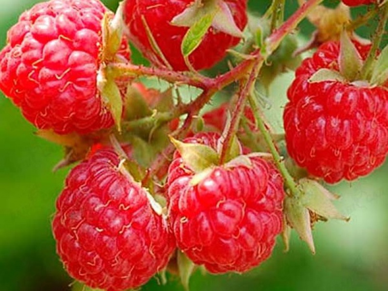 Малина «Феномен»