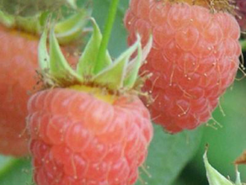 Малина Дабл Голд